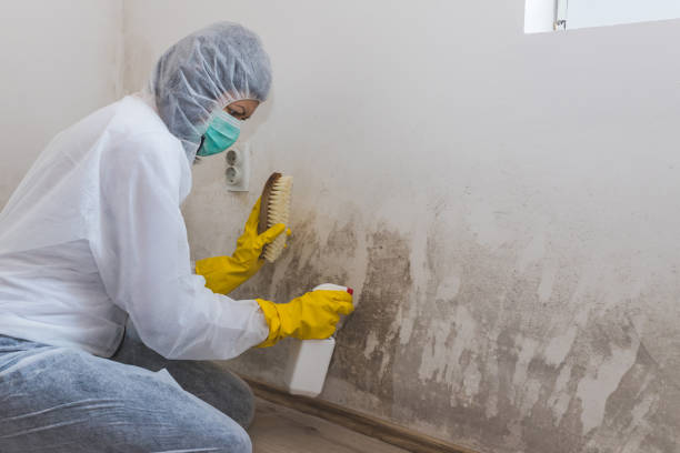 Trusted Greenfield, IL Mold Removal Experts